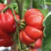Pomidor gruntowy Costoluto Fiorentino nasiona 0,2g - PlantiCo