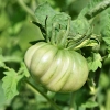Pomidor gruntowy Costoluto Fiorentino nasiona 0,2g - PlantiCo