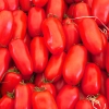 Pomidor gruntowy wysoki San Marzano-3 nasiona 0,2g - PlantiCo