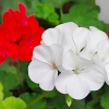 Pelargonia rabatowa biała nasiona 10szt. - TORSEED