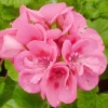 Pelargonia rabatowa mieszanka F2 nasiona 10szt. - TORSEED