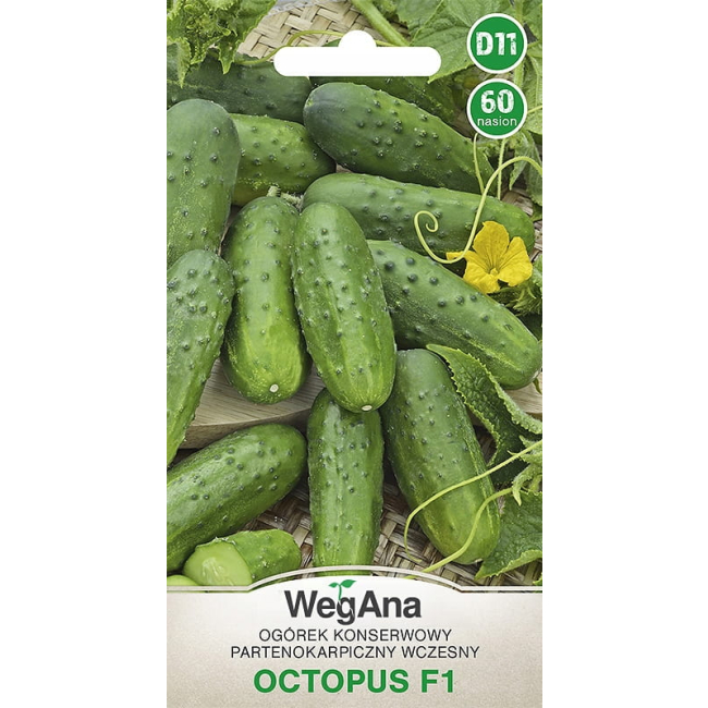 Ogórek Octopus F1 60 nasion - WegAna