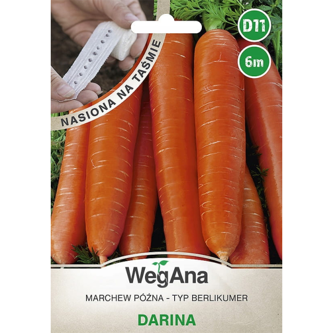 Marchew późna Darina nasiona na taśmie 6 m - WegAna