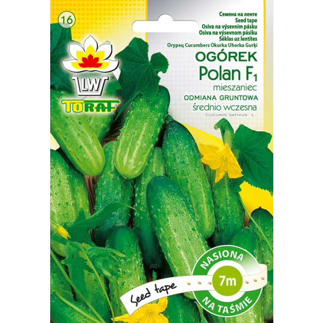 Ogórek Polan F1 nasiona na taśmie 7m - TORAF