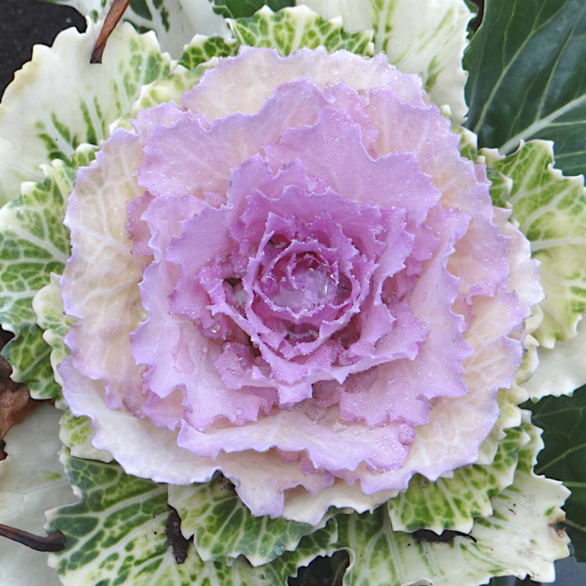 Kapusta ozdobna mieszanka nasiona 0,5g - W. Legutko