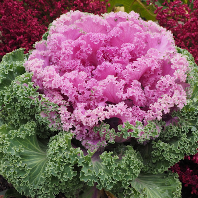 Kapusta ozdobna mieszanka nasiona 0,5g - W. Legutko