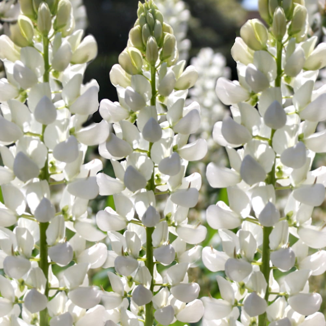 Łubin trwały ogrodowy Russel Noblemaiden biały nasiona 2g - W. Legutko