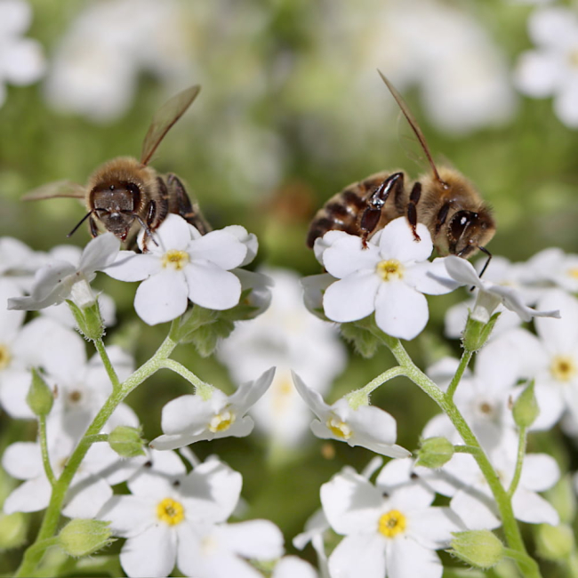 Niezapominajka alpejska biała nasiona 0,3g - W. Legutko