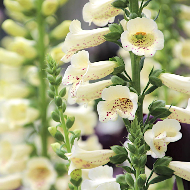 Naparstnica purpurowa Elsie Kelsey nasiona 0,1g - W. Legutko