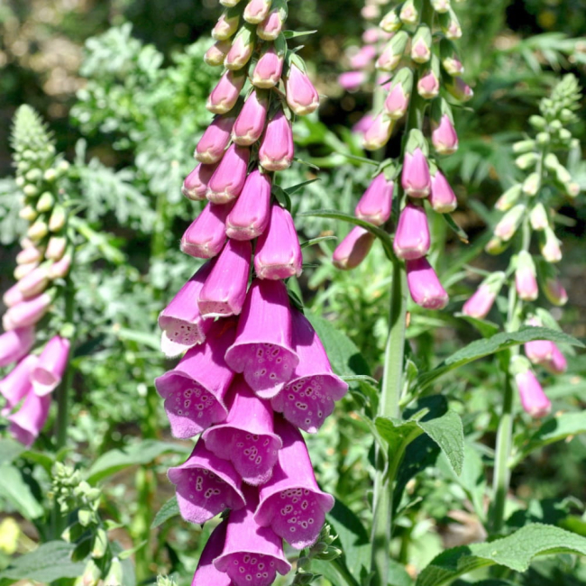 Naparstnica purpurowa Foxy nasiona 0,5g - W. Legutko