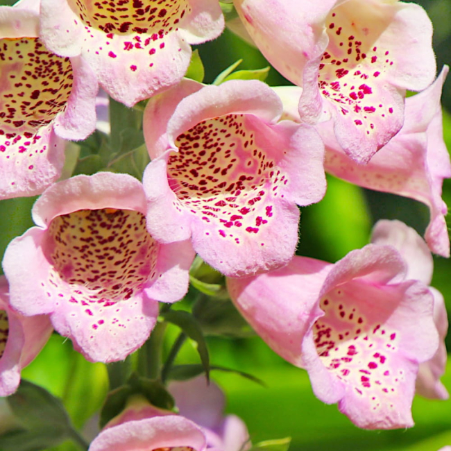 Naparstnica purpurowa Foxy nasiona 0,5g - W. Legutko