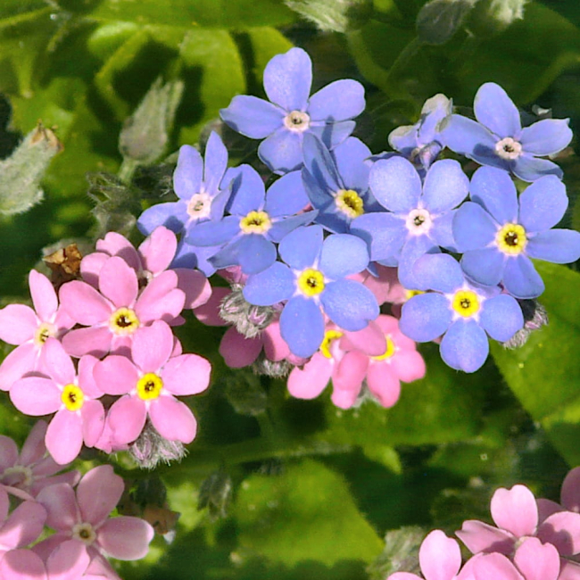 Niezapominajka alpejska mieszanka nasiona 0,5g - W. Legutko