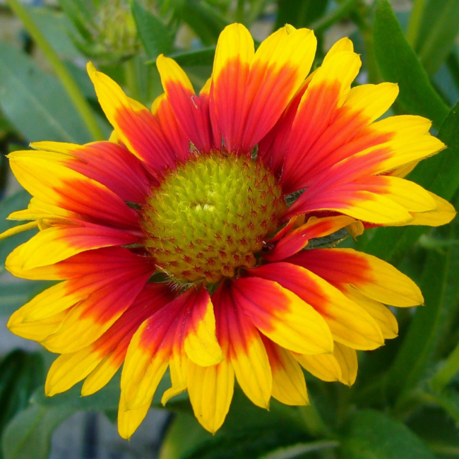 Gailardia oścista mieszanka 1g nasiona - W. Legutko