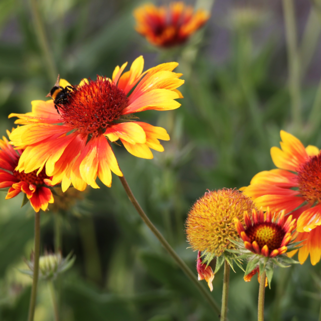 Gailardia oścista mieszanka 1g nasiona - W. Legutko