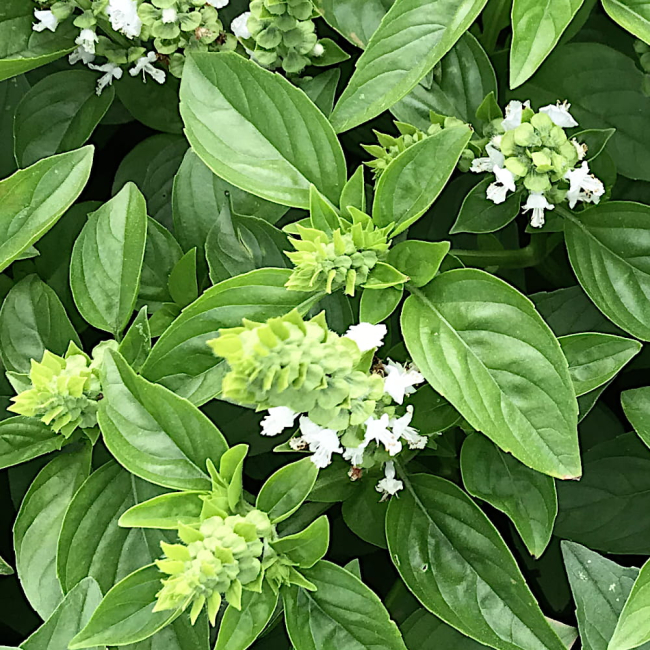 Bazylia Grecka nasiona 0,1g  - TORSEED