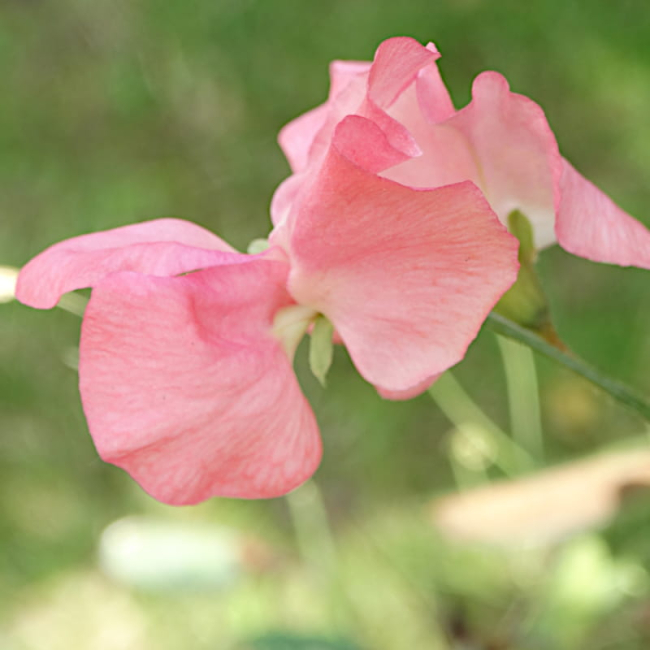 Groszek pachnący mieszanka nasiona 5g - W. Legutko