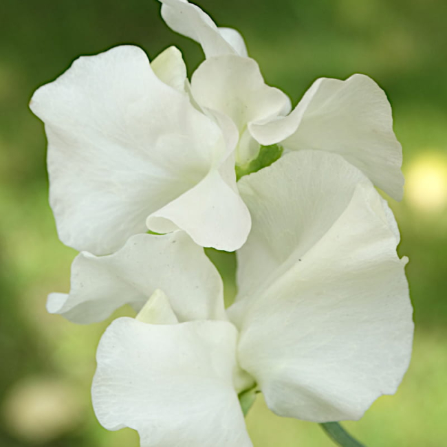 Groszek pachnący mieszanka nasiona 5g - W. Legutko