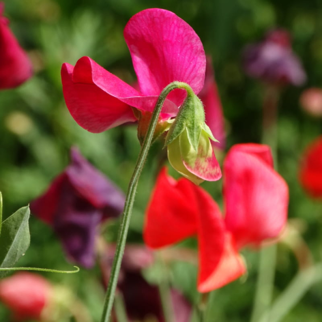 Groszek pachnący mieszanka nasiona 5g - W. Legutko