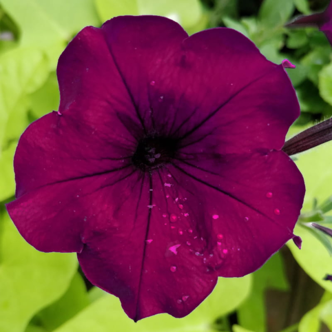 Petunia ogrodowa Kaskada purpurowa nasiona 0,02g - W. Legutko