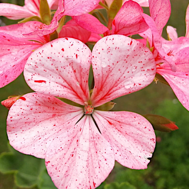 Pelargonia rabatowa Raspbery Ripple nasiona 0,04g - W. Legutko