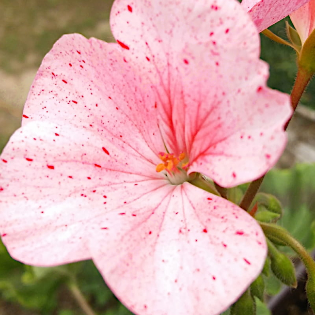 Pelargonia rabatowa Raspbery Ripple nasiona 0,04g - W. Legutko