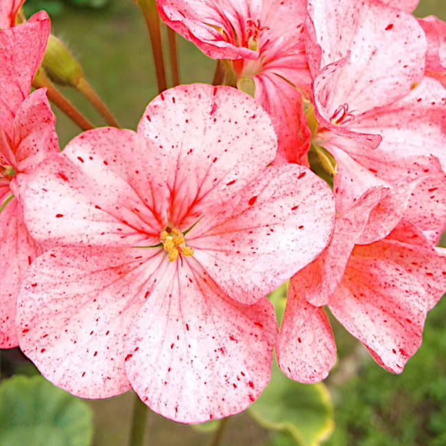 Pelargonia rabatowa Raspbery Ripple nasiona 0,04g - W. Legutko