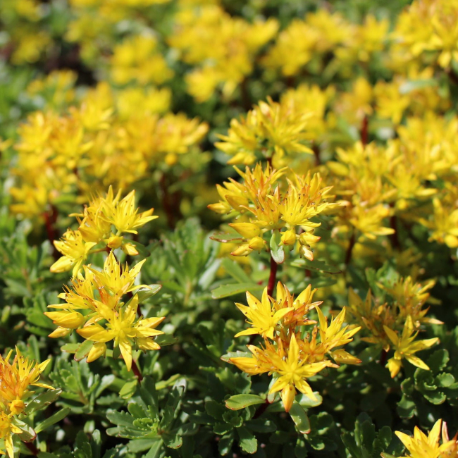 Dziurawiec zwyczajny 0,2 g - W. Legutko