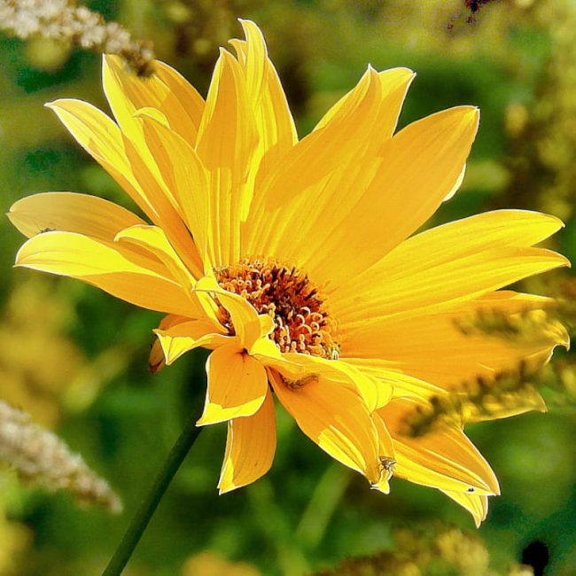 Słoneczniczek Summer Sun złotożółte 0,5g - W. Legutko