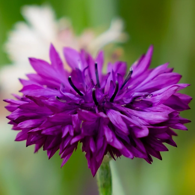 Chaber bławatek mieszanka nasiona 1g - W. Legutko