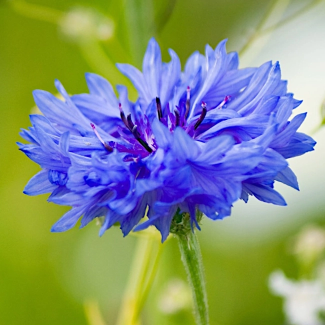 Chaber bławatek mieszanka nasiona 1g - W. Legutko