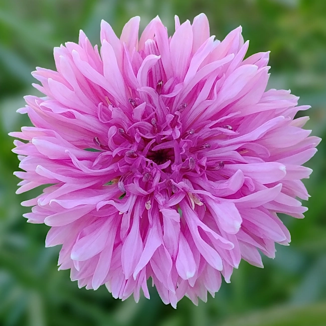 Chaber bławatek mieszanka nasiona 1g - W. Legutko