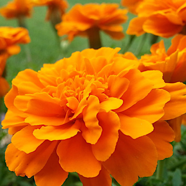 Aksamitka rozpierzchła niska pomarańczowa Tangerine 1g - WegAna