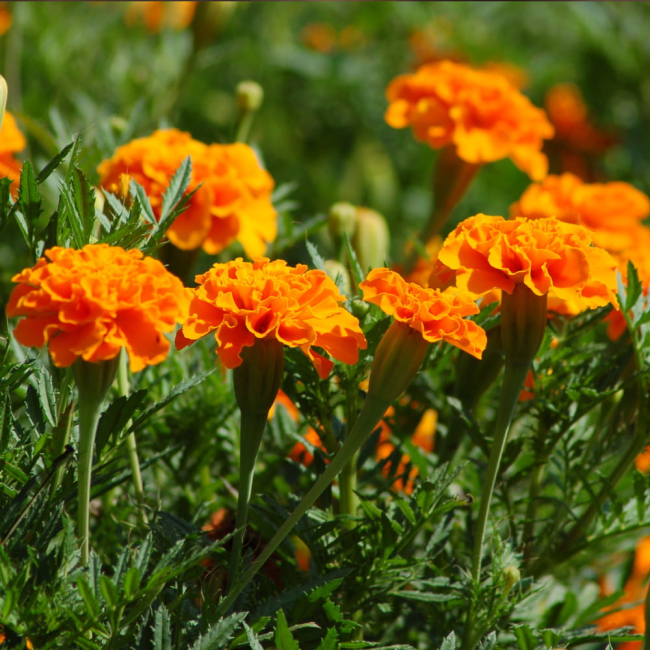 Aksamitka rozpierzchła niska pomarańczowa Tangerine 1g - WegAna