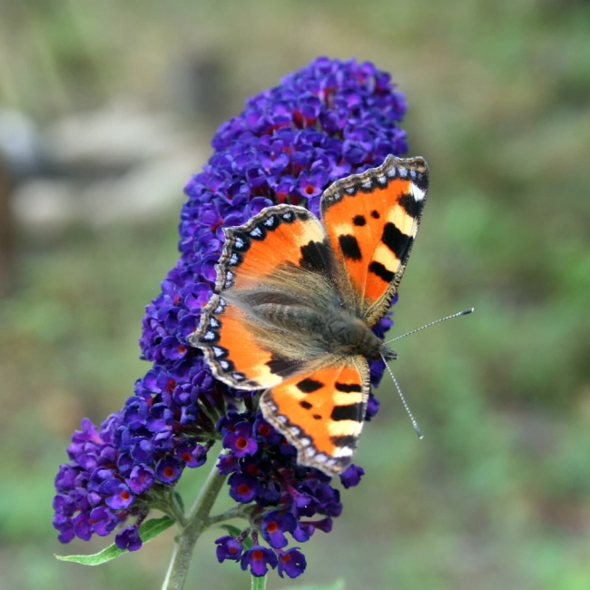 Budleja mieszanka nasiona 0,01g - W. Legutko