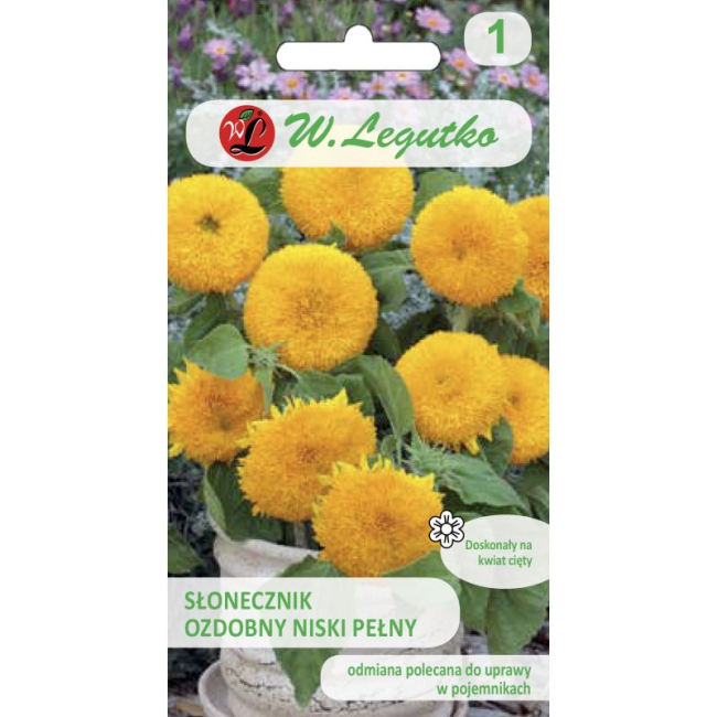 Słonecznik ozdobny niski pełny Teddy Bear nasiona 2g - W. Legutko