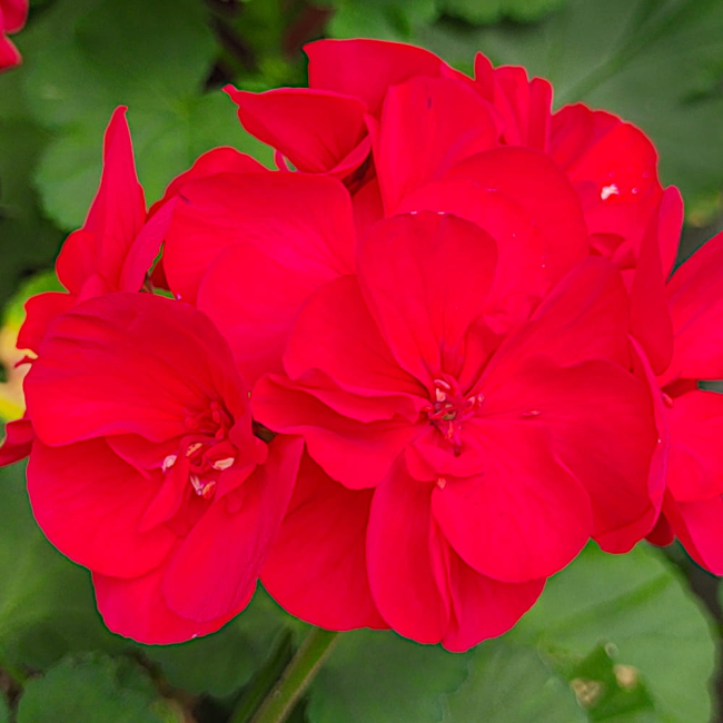 Pelargonia rabatowa Gama F1- czerwona nasiona  0,05g - W. Legutko