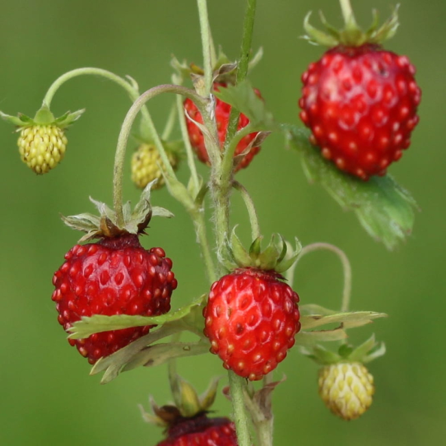 Poziomka Rugia nasiona 0,2g - W. Legutko