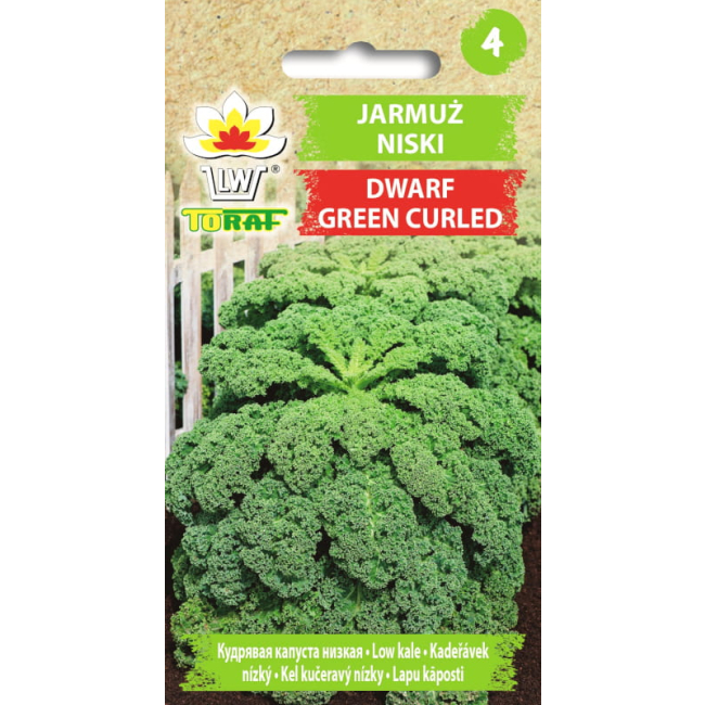 Jarmuż Dwarf Green Curled nasiona 1g -TORAF