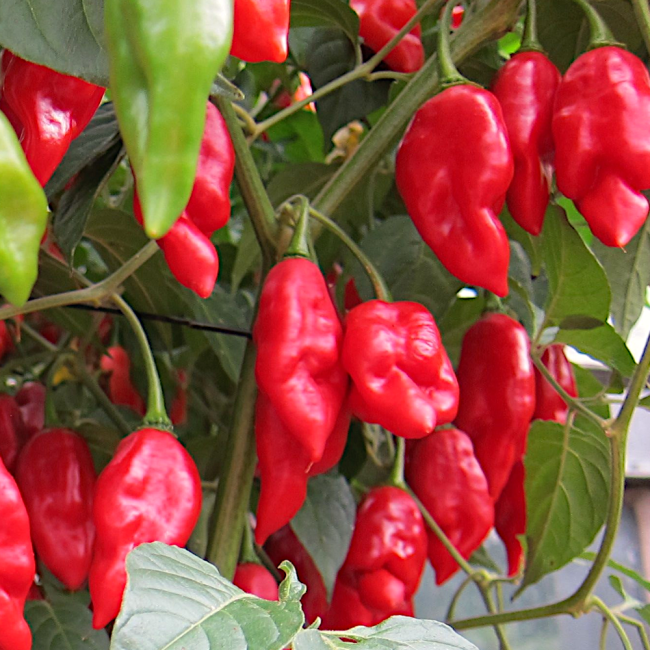 Papryka ostra Habanero Red nasiona 0,2g - TORAF