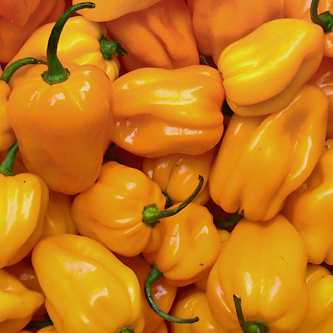 Papryka ostra Habanero Yellow  nasiona 0,2g- TORAF