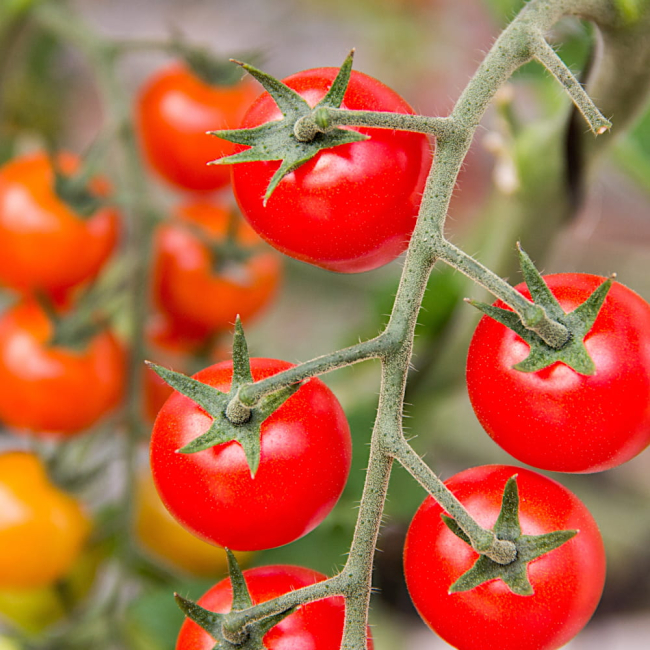 Pomidor gruntowy karłowy  Vilma nasiona 0,3g - TORAF