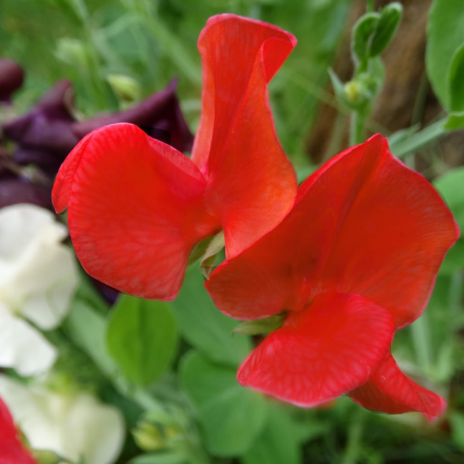 Groszek pachnący Kenneth nasiona 3g - TORAF