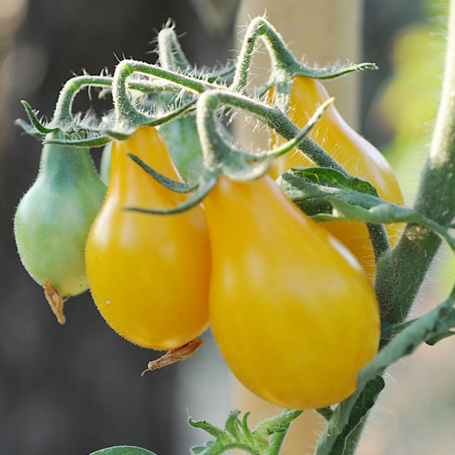 Pomidor koktajlowy Perun 0,5g - TORAF
