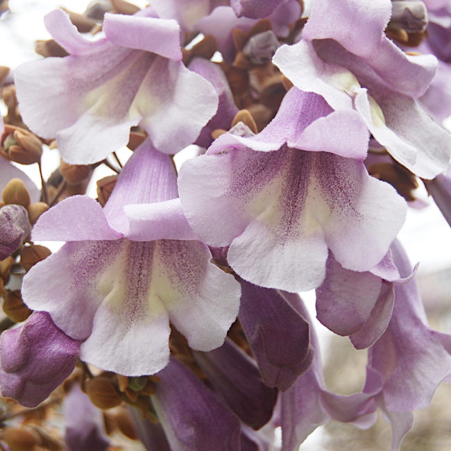 Paulownia Omszona Oxygen Tree Drzewo Tlenowe 0,1g - TORAF