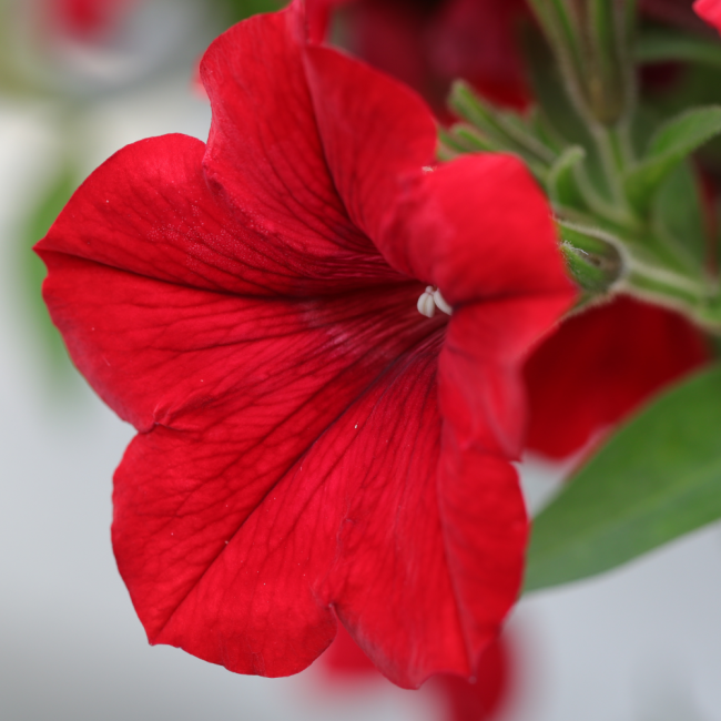 Petunia zwisająca mieszanka mix balkonowy 0,3g - TORAF