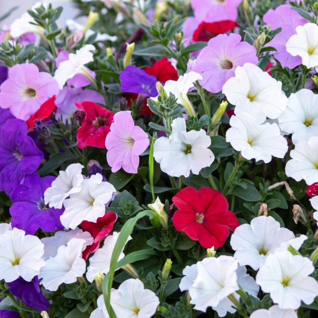 Petunia zwisająca mieszanka mix balkonowy 0,3g - TORAF