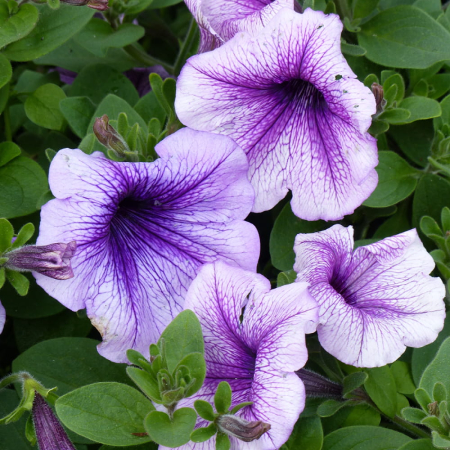 Petunia żyłkowana niska mieszanka 0,1g - TORAF