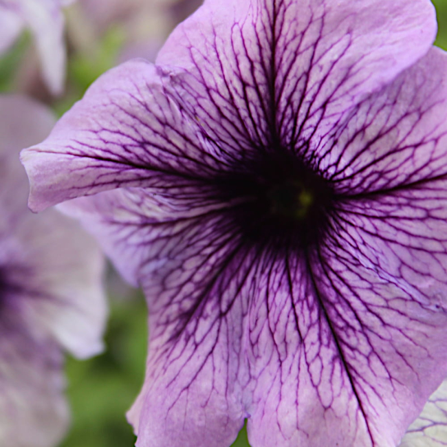 Petunia żyłkowana niska mieszanka 0,1g - TORAF