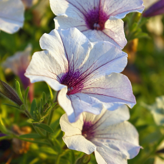 Petunia żyłkowana niska mieszanka 0,1g - TORAF