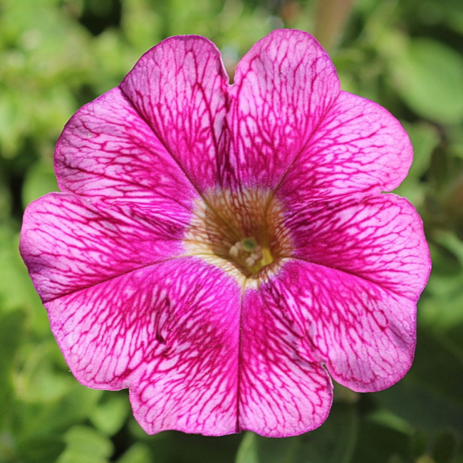 Petunia żyłkowana niska mieszanka 0,1g - TORAF